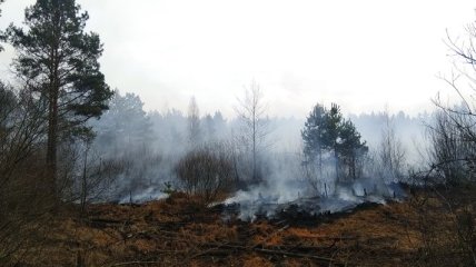 Недалеко от столицы заметили новый масштабный лесной пожар (Видео)