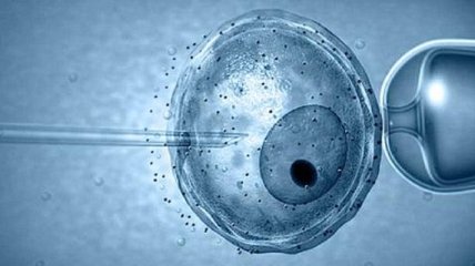 Ученые впервые создали искусственный эмбрион из стволовых клеток