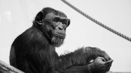 Коронавирус угрожает не только людям: обезьянки тоже в опасности
