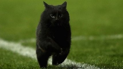 Забег черного кота поразил зрителей на стадионе и пользователей сети (Видео)