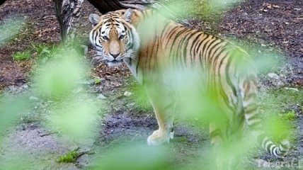На посетителя зоопарка в Нью-Йорке напал тигр