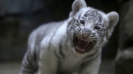 В зоопарке Бердянска родились белые тигрята (Видео)