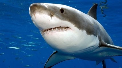 Ученые: акулы любят слушать Rock (Видео)