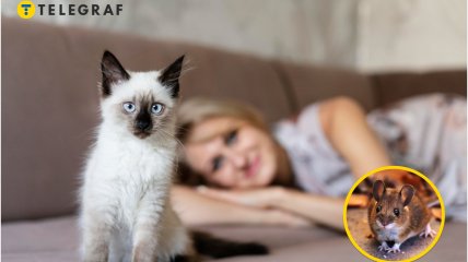 Кіт на дивані з господаркою