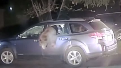 В США маленький медведь залез в автомобиль и застрял (Видео)