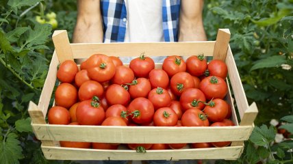 Як удобрювати дріжджами помідори
