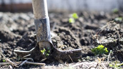 Як краще перекопувати грядки на зиму