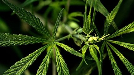 В сенат США внесли законопроект о легализации марихуаны