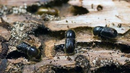 Экологи заявили о приближении катастрофы из-за нашествия жуков-короедов 