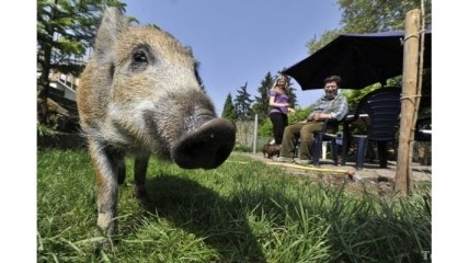 В России живет настоящая сторожевая свинья