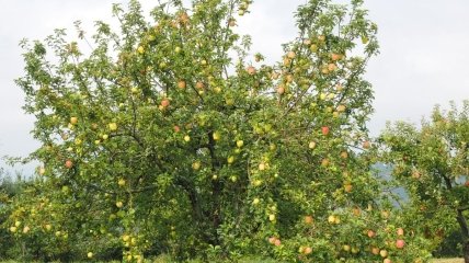 Выбор удобрений для удобрения яблони