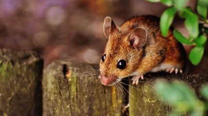 Как вывести крыс из сада - топ-3 метода