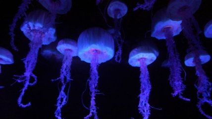 Ученые раскрыли секрет движения медуз (Видео)