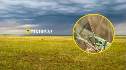 В Україні зникає один із видів комах