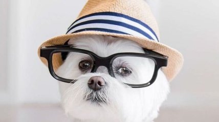 Тоби - собака-хипстер, которая одевается лучше, чем ты (Фото) 