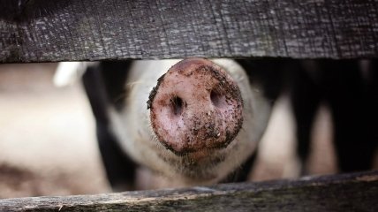 Ученые "вернули к жизни" органы мертвой свиньи: подробности