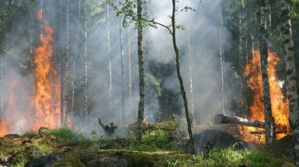 На Чернігівщині третій день горить ліс