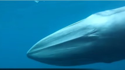 Самый редкий кит в мире (Видео)
