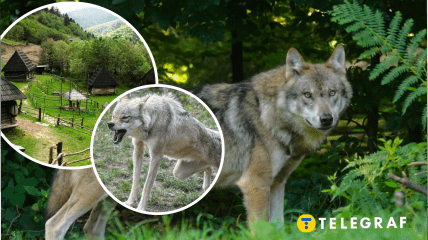 На Хмельнитчине стая волков заходит в села
