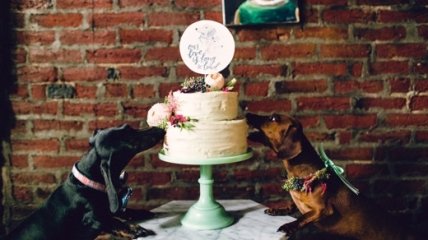 Love Story: трогательная свадьба двух влюбленных собак (фото, ВИДЕО)