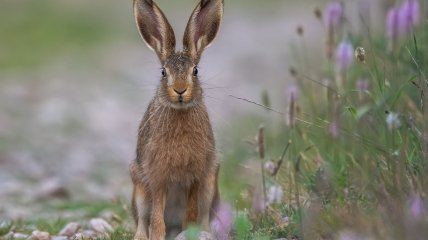 День Кириака Отшельника отмечается в 2023 году 29 сентября (ранее 12 октября)