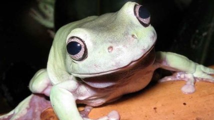 У Дніпрі ветеринари провели унікальну операцію "без рук" для літньої жаби (відео)