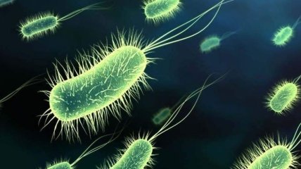 Генетики создали бактерию, которая будет запоминать информацию