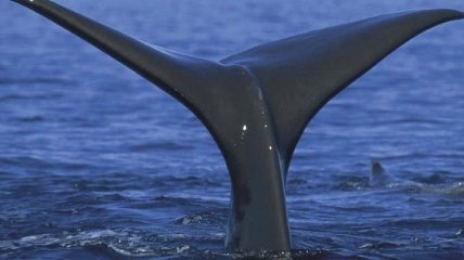 В Индонезии 30 китов застряли в мангровых болотах