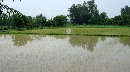 Из-за нехватки воды в Крыму погиб весь посев риса
