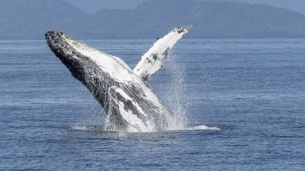 "Яскравий приклад того, що ми робимо все вірно": популяція горбатих китів відновлюється