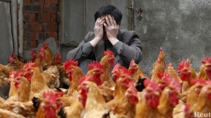 В Китае люди продолжают умирать от птичьего гриппа