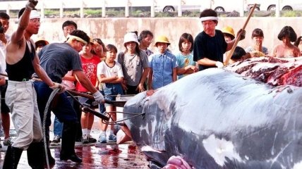 Франция потребовала не возобновлять китобойный промысел