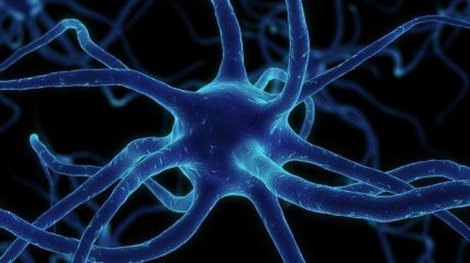Ученые рассказали, как можно возобновить нервные клетки 