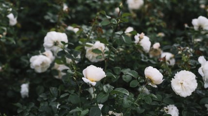 Троянди – прикраса будь-якої ділянки