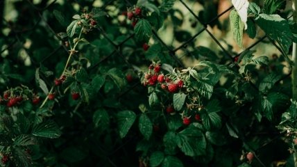 С кустов необходимо удалить все лишнее