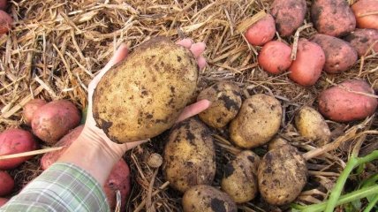 Секреты большого урожая картофеля