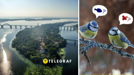 На Днепропетровщине увидели редкую птицу