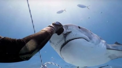 Дайвер покормил с рук нежную тигровую акулу: зрелищное видео 