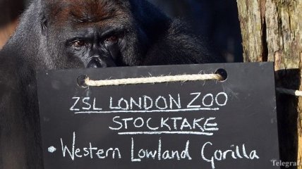 В Лондоне поймана сбежавшая из зоопарка горилла