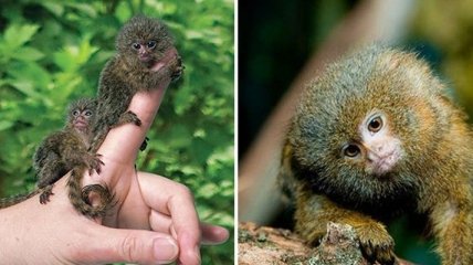 В Южной Америке обнаружен вид самых крошечных обезьян в мире