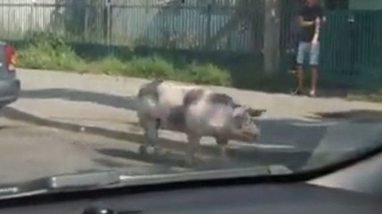 В Виннице из прицепа автомобиля посреди дороги сбежала свинья (Видео)