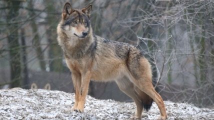 В США остался только серый волк