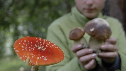 За 10 месяцев в Украине грибами отравились 232 человека