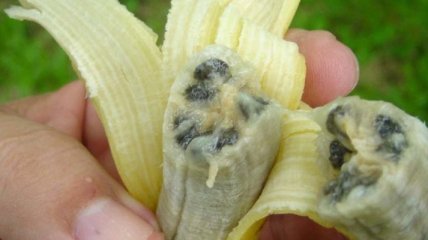 Банановая индустрия на грани вымирания