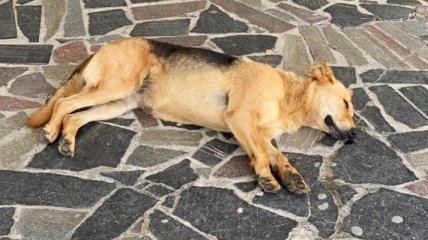 В Трускавце собака легла в тень (фото)