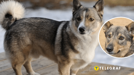 Порода собаки шведский вальхунд