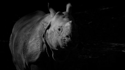 Возрождение популяции северных белых носорогов возможна благодаря генетическому материалу