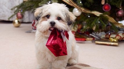 ФОТОпозитив: новогодние подарки для животных