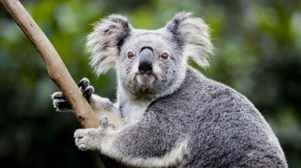 Ученые обнаружили у коал гены, помогающие обезвреживать яд эвкалипта