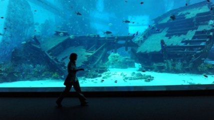 В Сингапуре построили самый крупный аквариум в мире